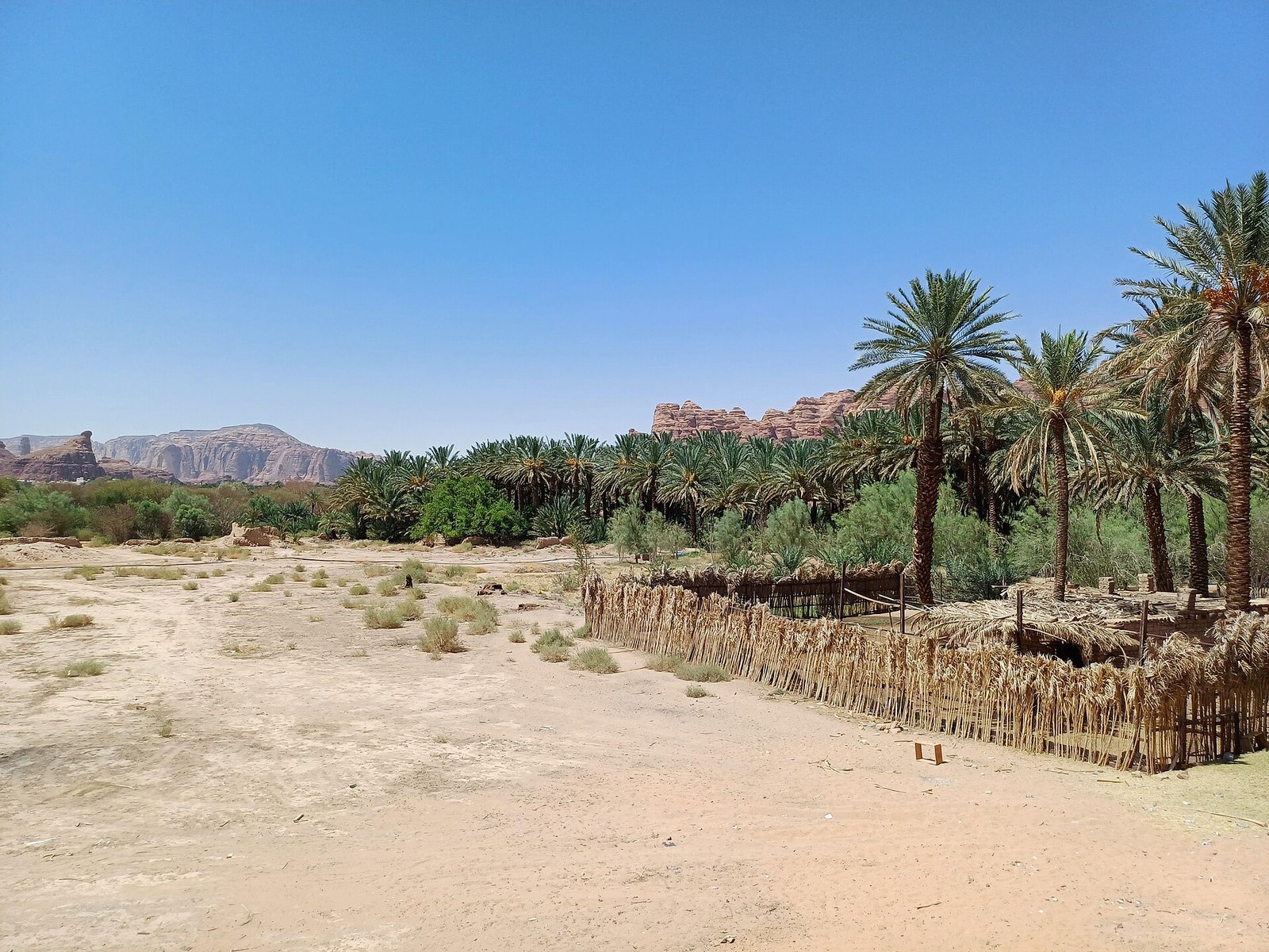 Palm-filled oasis landscape at AlUla