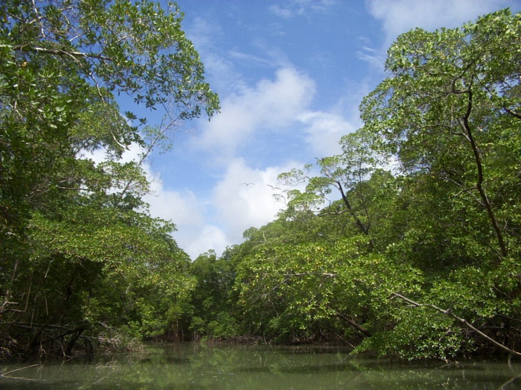 River in the Amazon rainforest.jpg in Amazon Rainforest