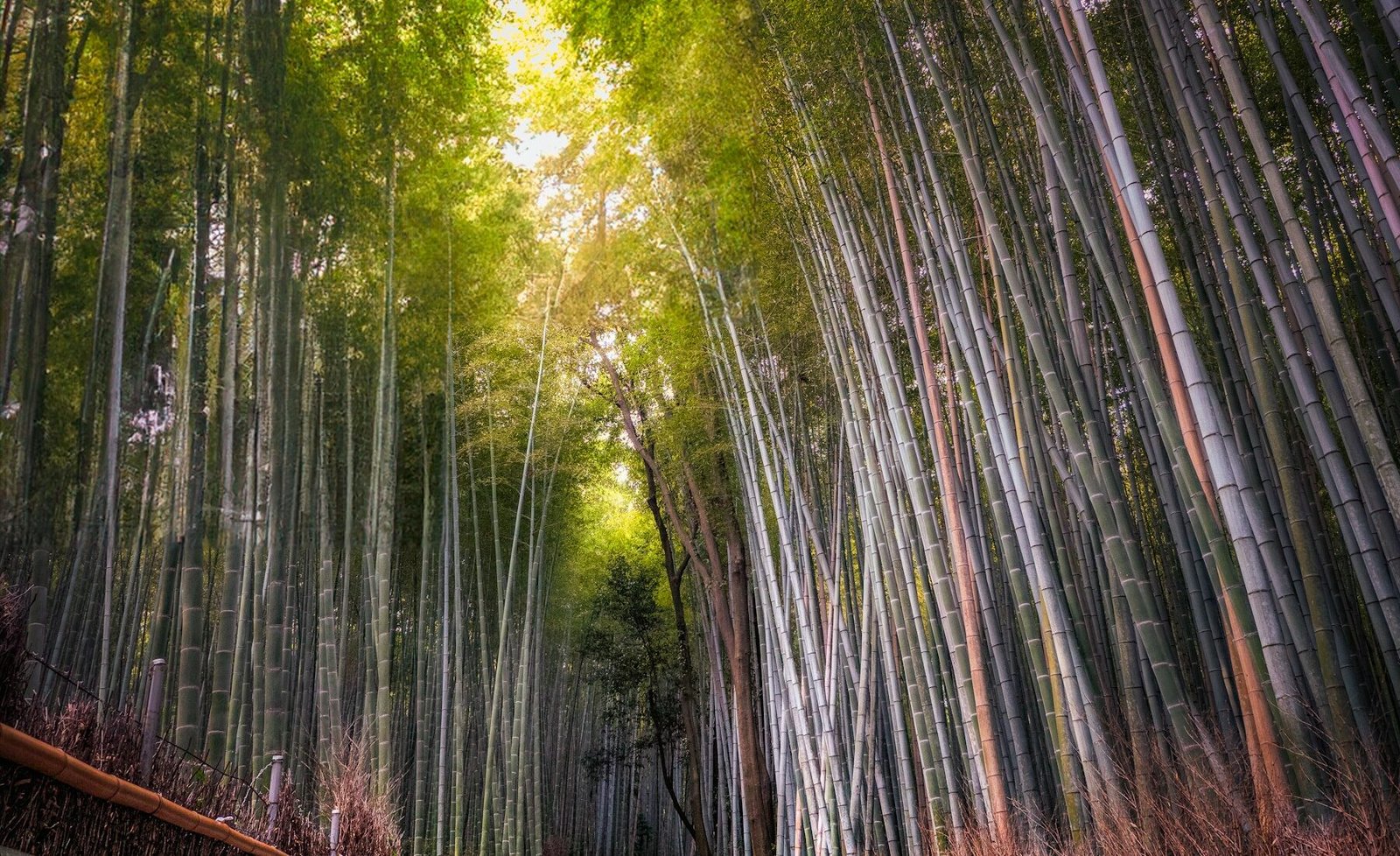 A path through Arashiyama Bamboo Grove in Kyoto
