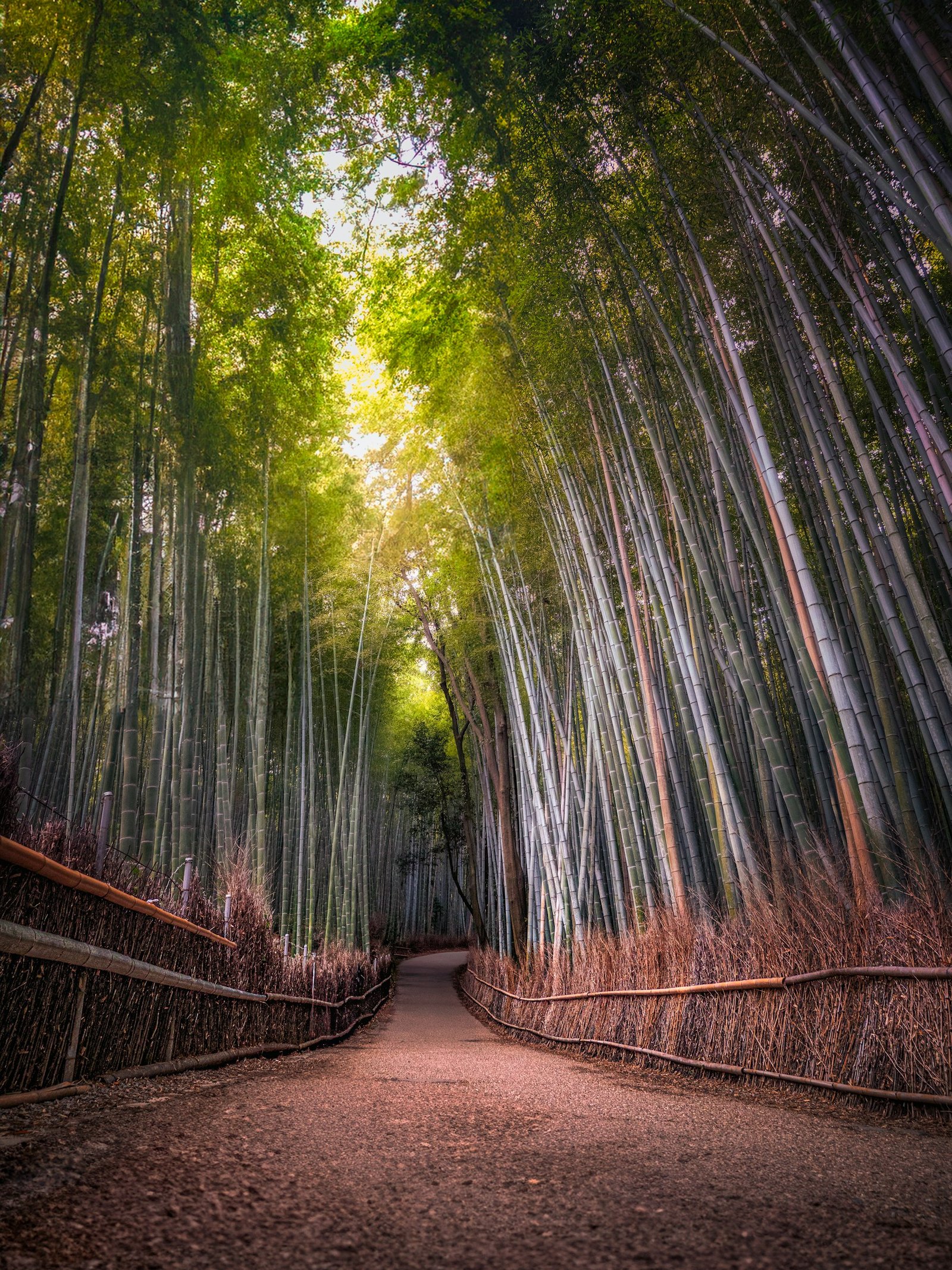 A path through Arashiyama Bamboo Grove in Kyoto