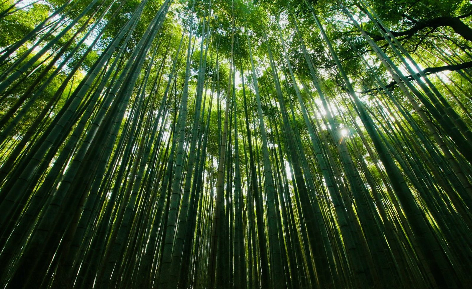 Tall bamboo stalks reaching toward the sky in Arashiyama