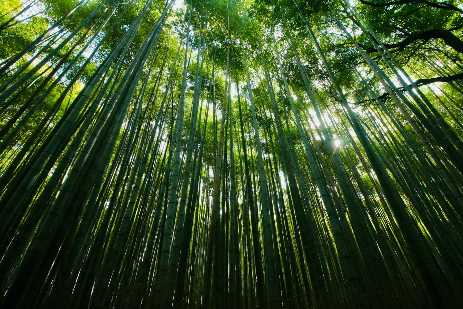 Tall bamboo stalks reaching toward the sky in Arashiyama