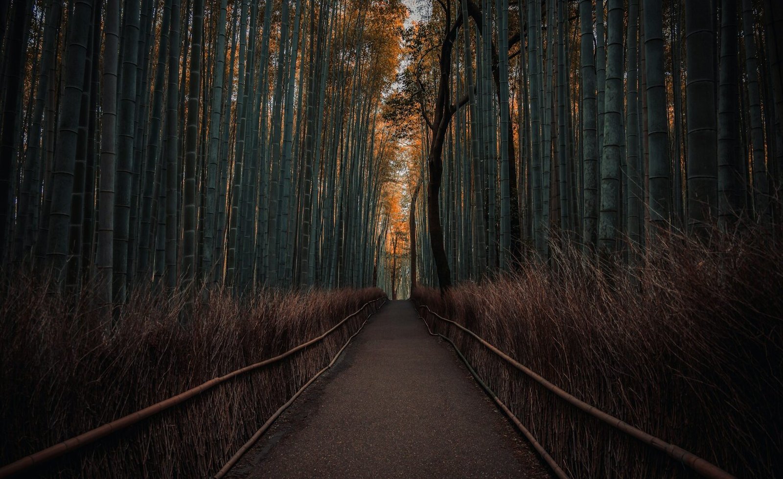 A quiet pathway through Arashiyama bamboo at sunset