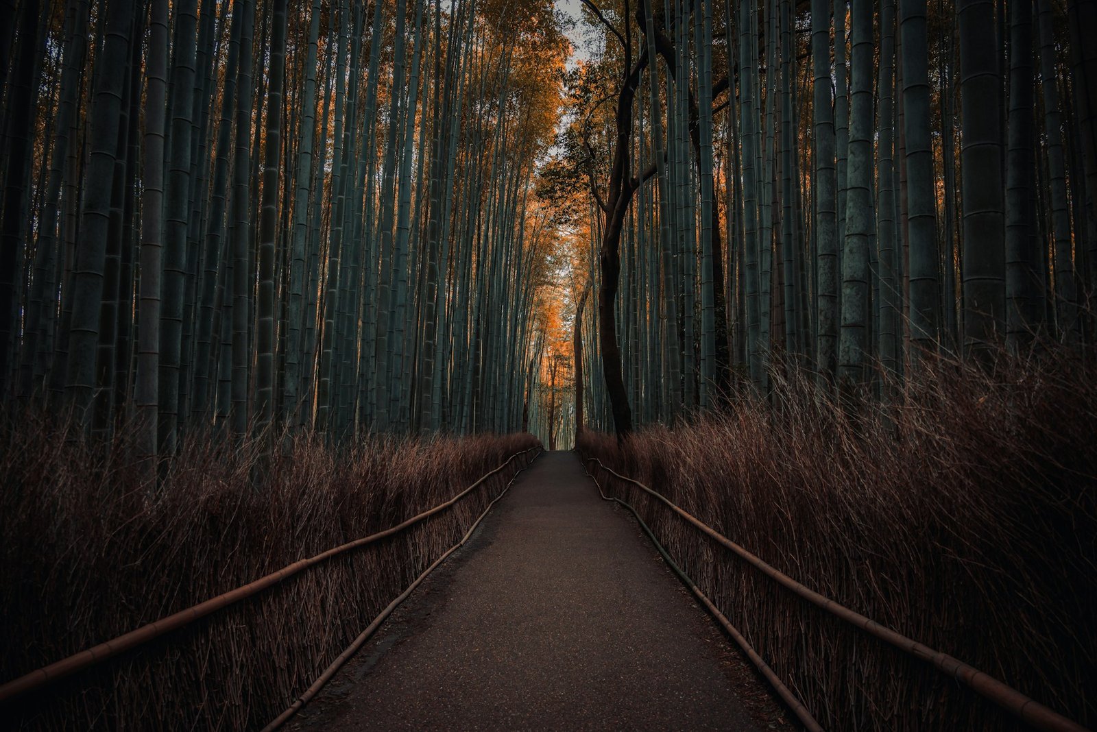 A quiet pathway through Arashiyama bamboo at sunset