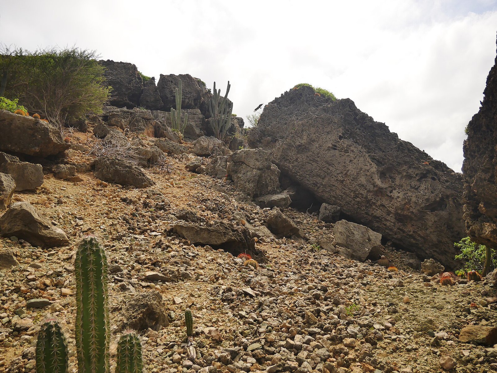 Cactus desert landscape in Arikok National Park
