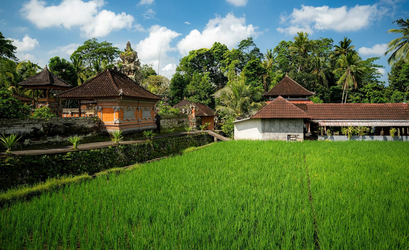 Traditional buildings beside green rice paddies in Bali