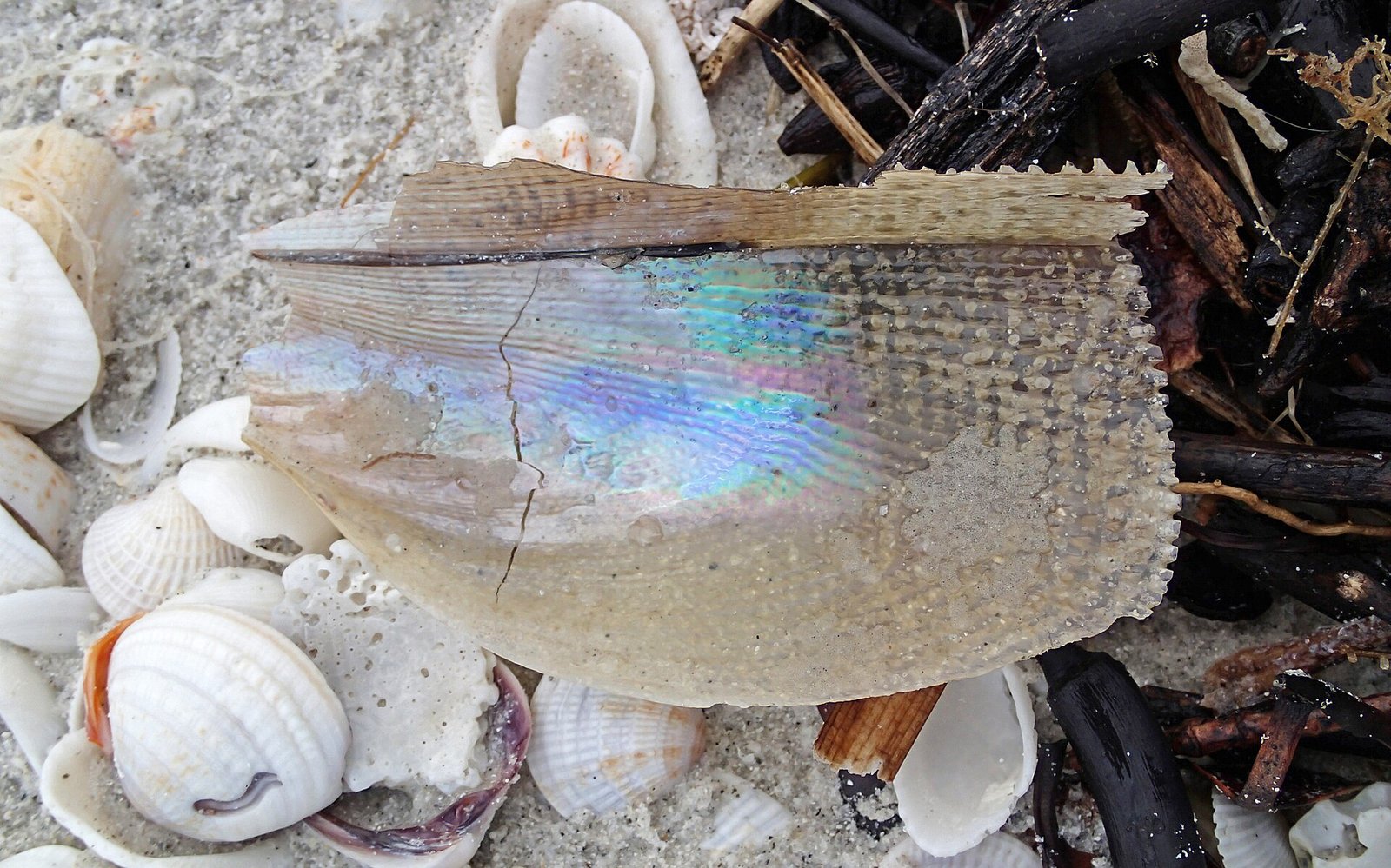 Shell-covered beach on Sanibel Island