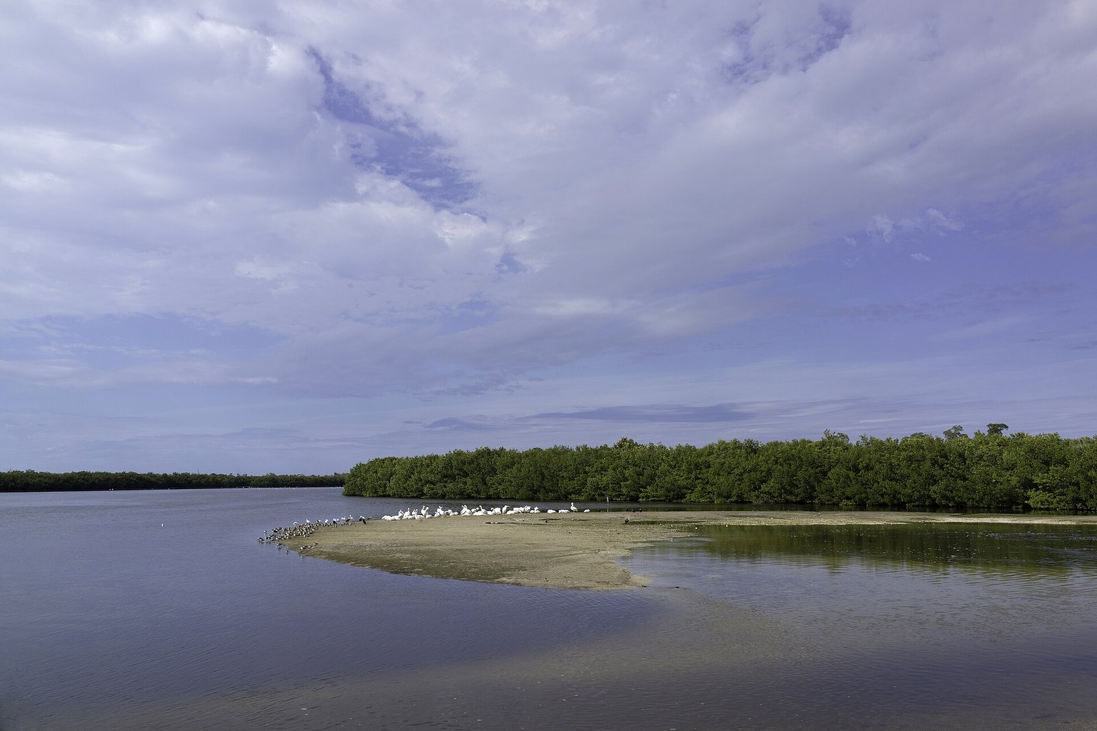 Mangrove habitat at Ding Darling wildlife refuge