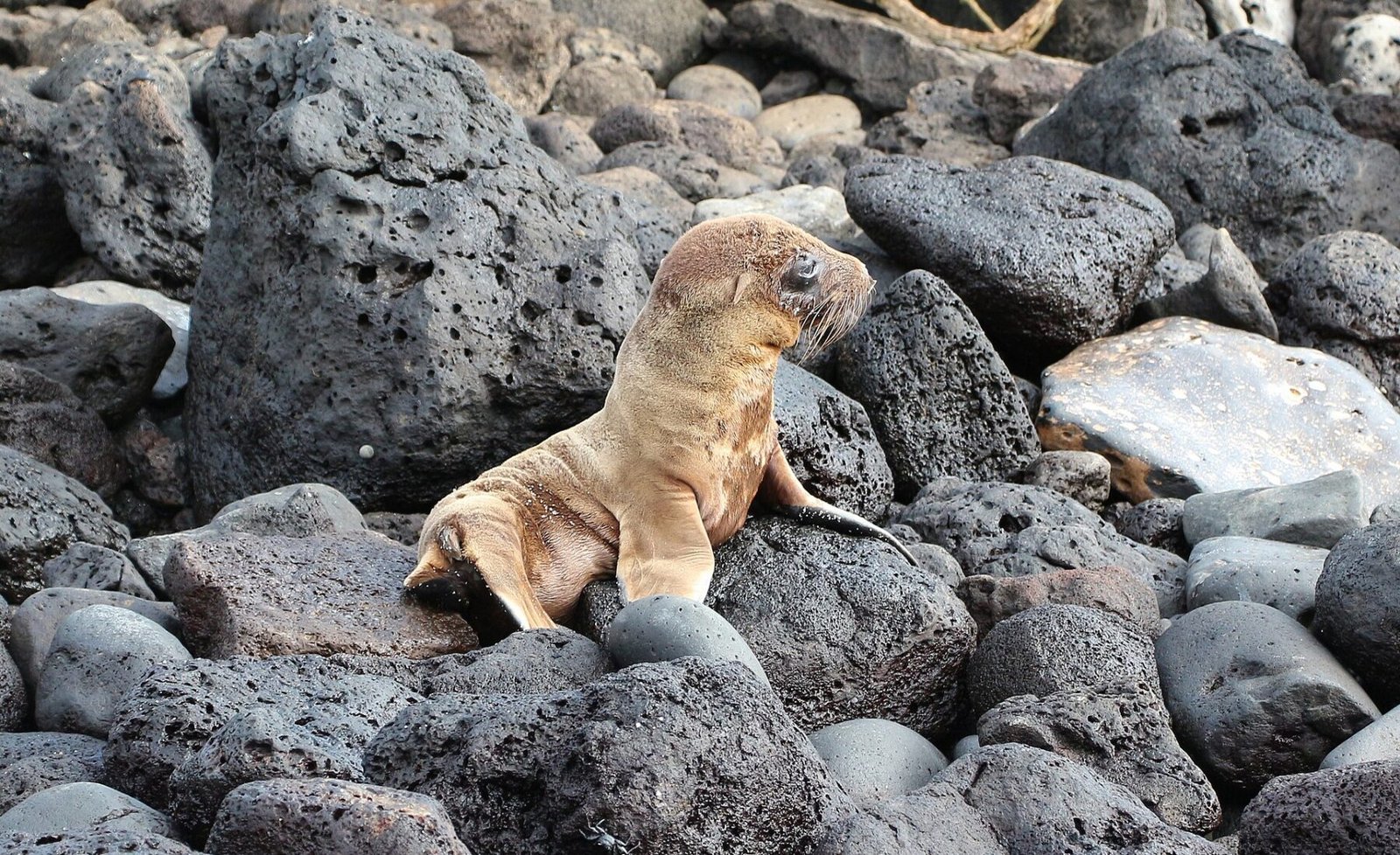 A Galápagos sea lion on Santa Fe Island