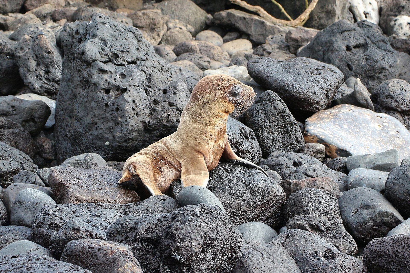 A Galápagos sea lion on Santa Fe Island