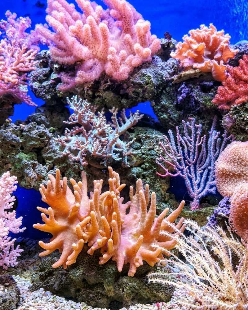 Great Barrier Reef