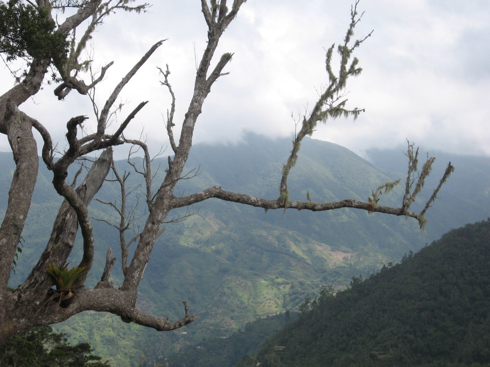 Green ridges in Jamaica's Blue Mountains