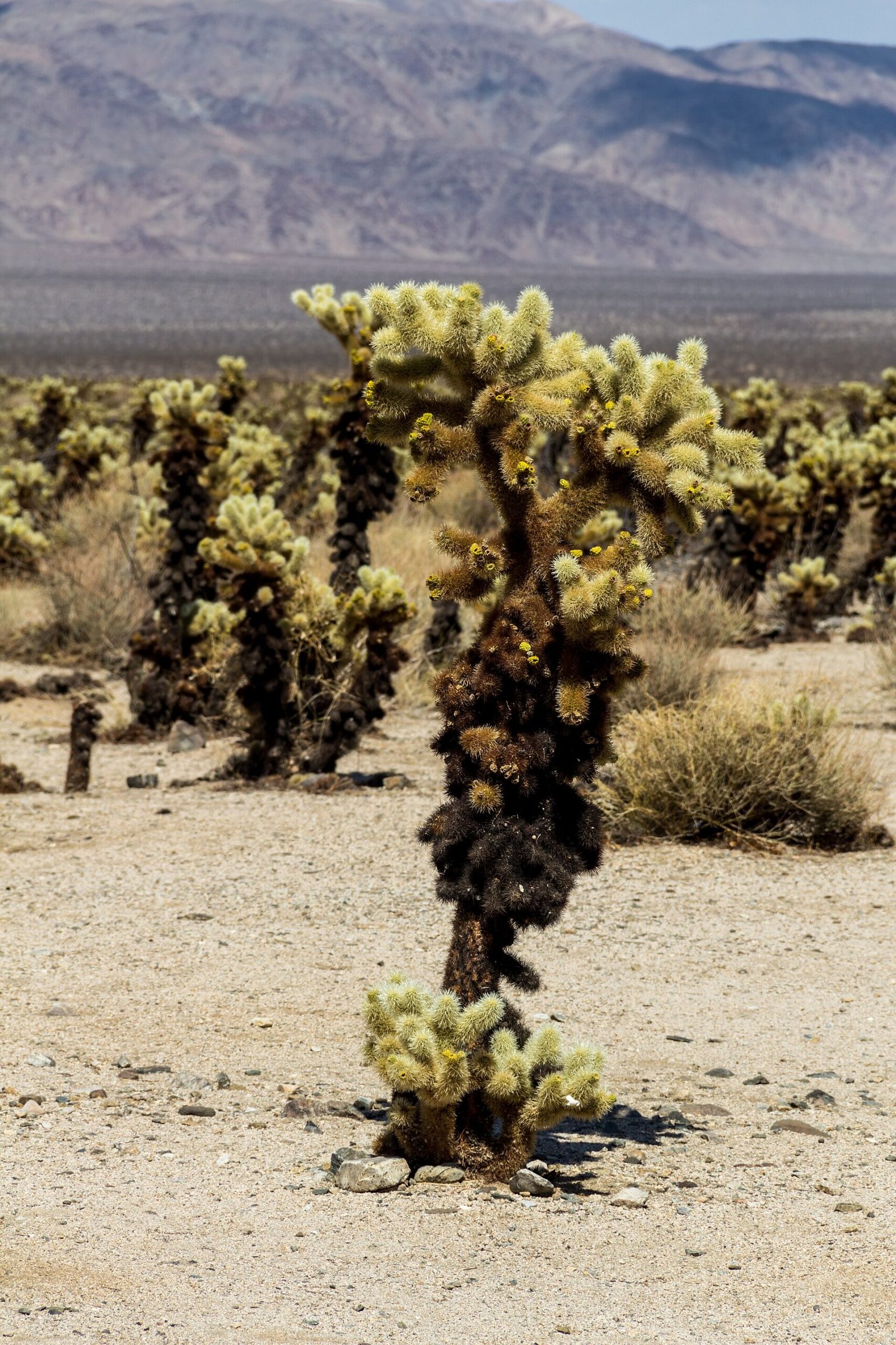 Dense cholla cacti in the desert