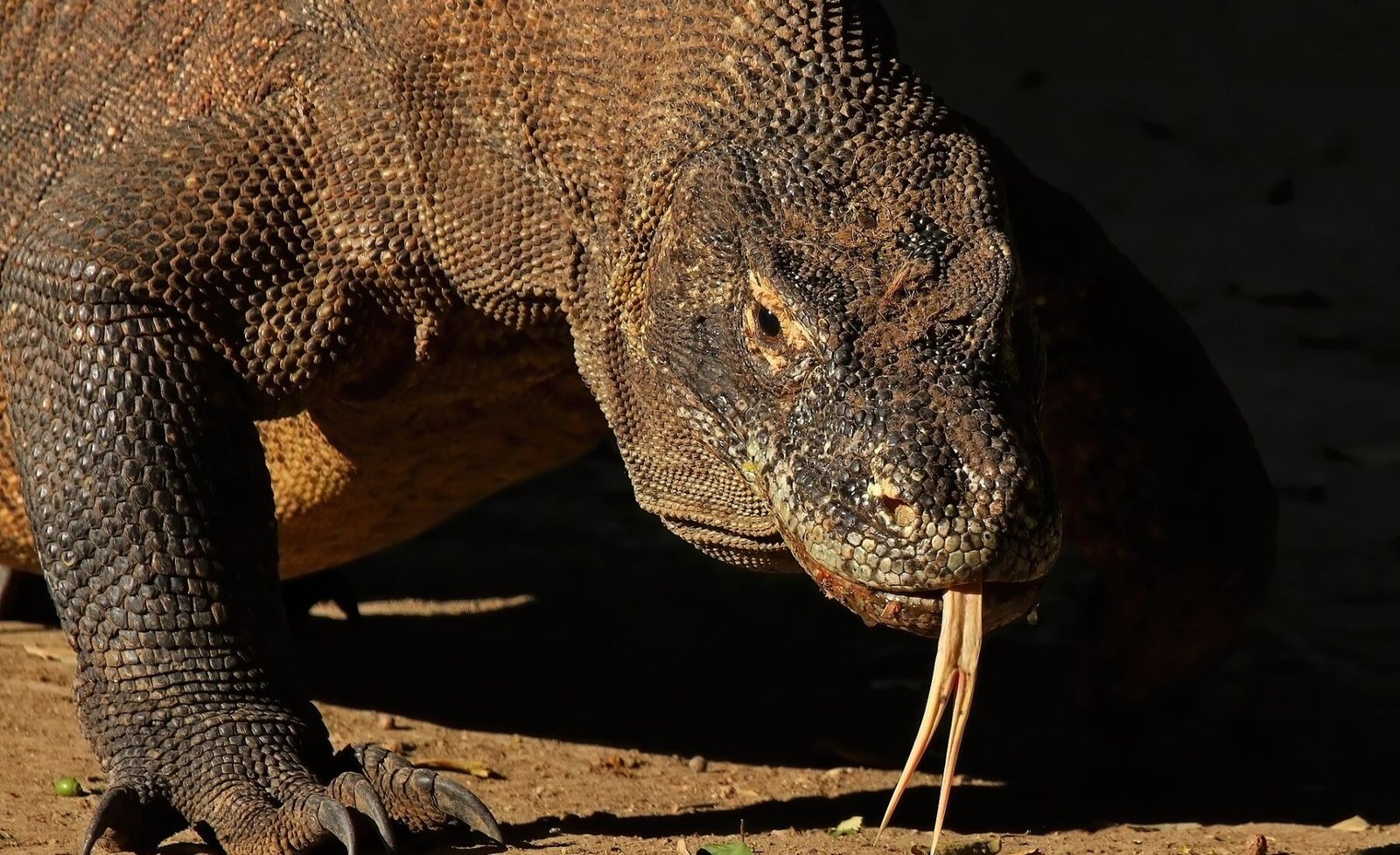 Komodo dragon (Varanus komodoensis).jpg in Komodo National Park