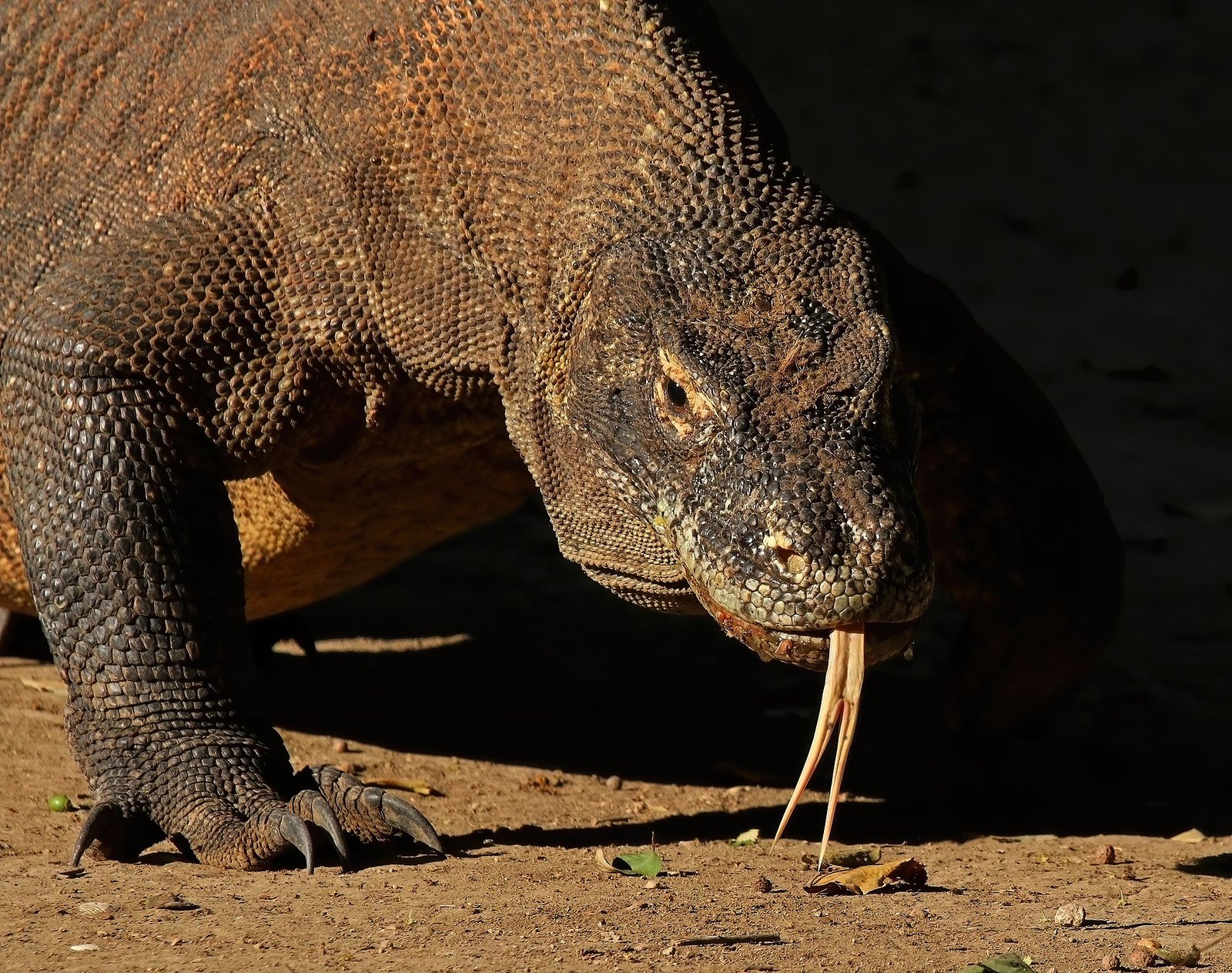 Komodo dragon (Varanus komodoensis).jpg in Komodo National Park