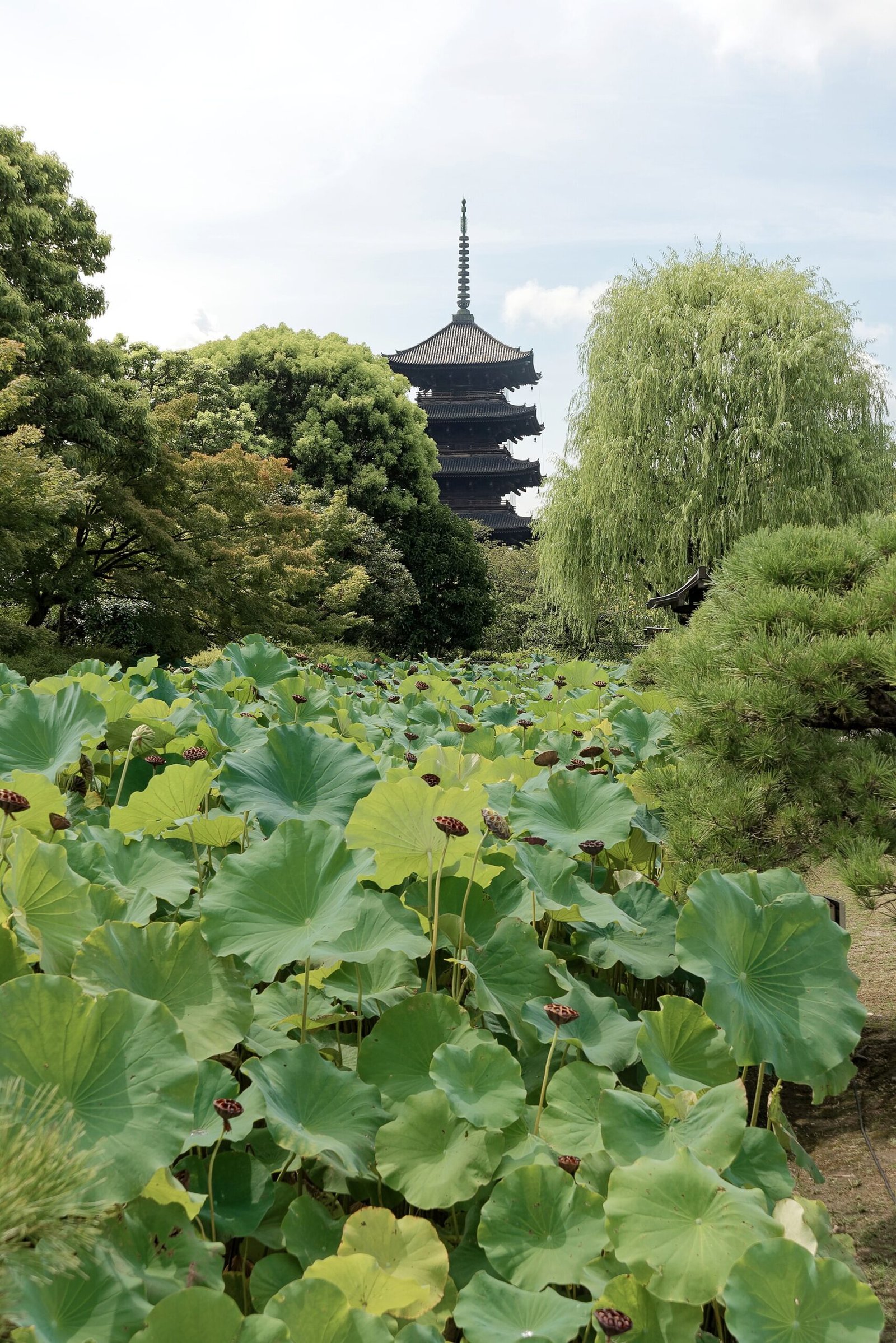 Toji-temple-kyoto.jpg in Kyoto