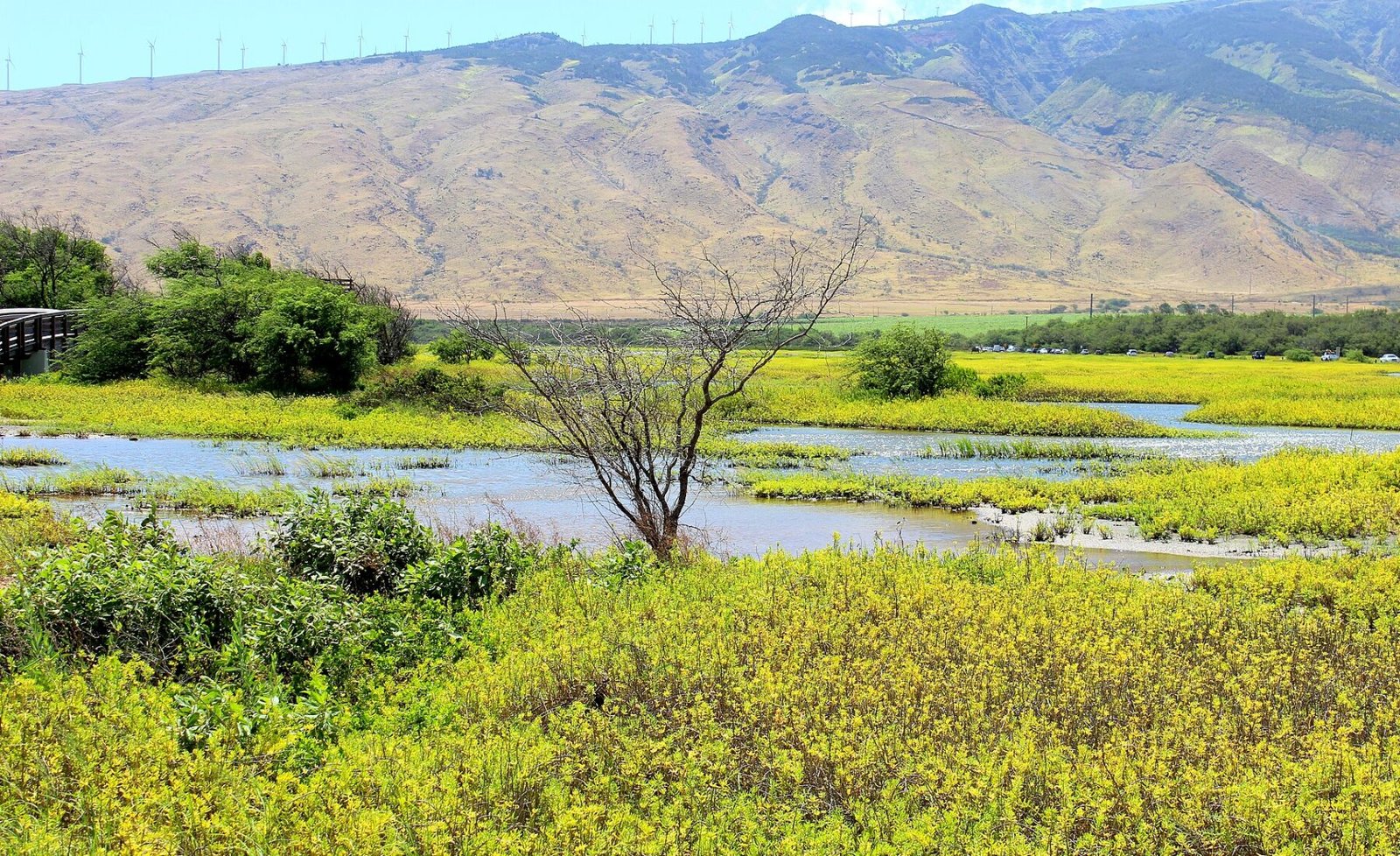 Wetland Preserve @ Kealia Coast, North Kihei, Maui ... in Maui