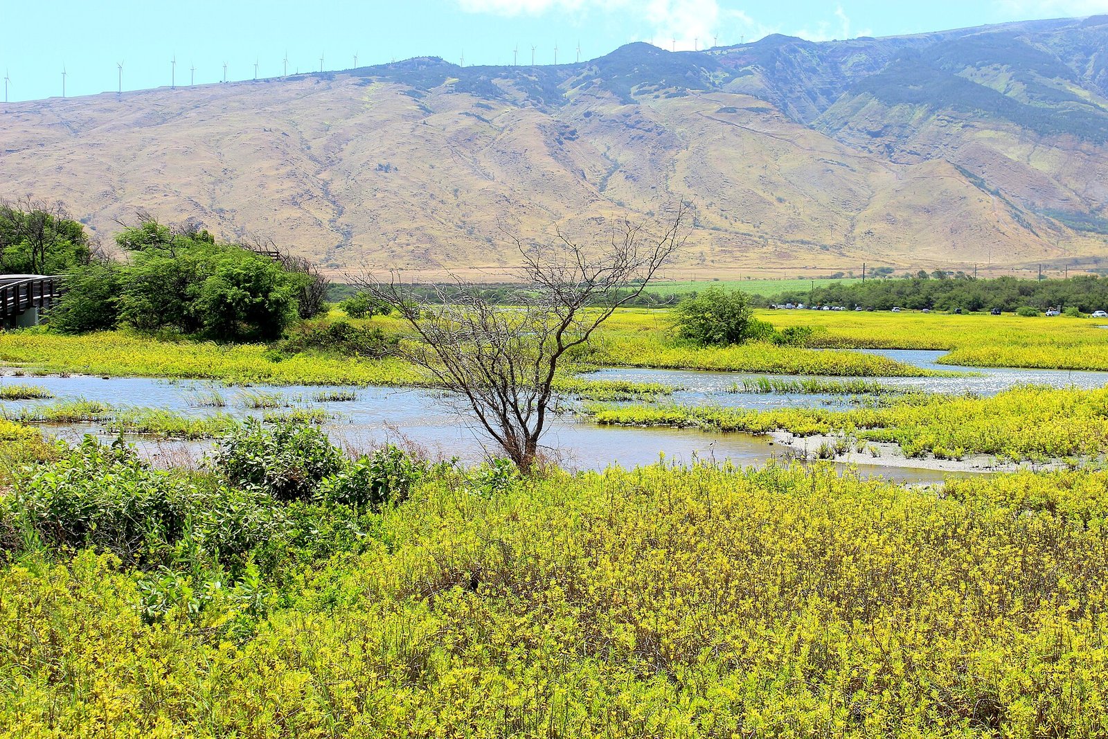 Wetland Preserve @ Kealia Coast, North Kihei, Maui ... in Maui