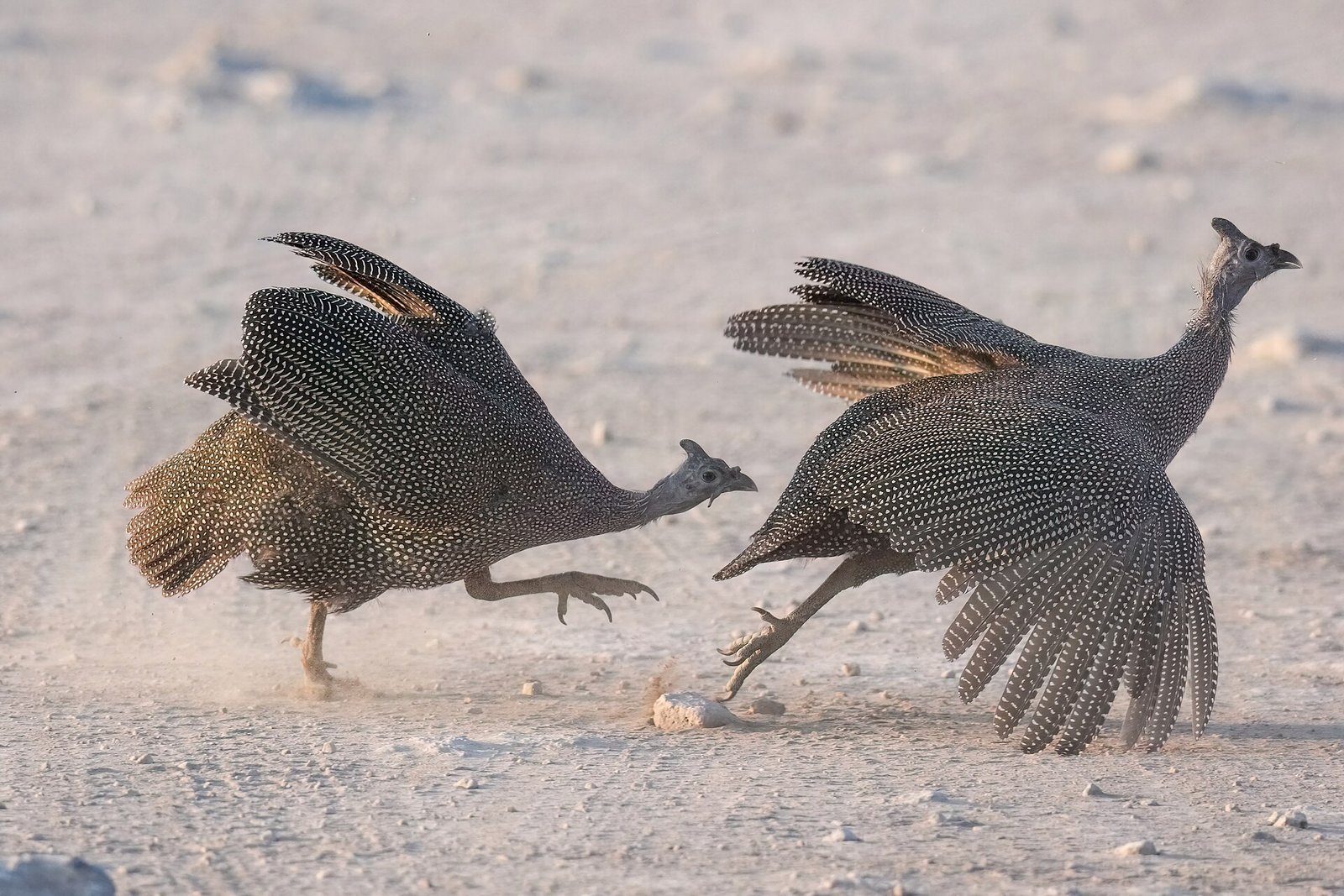 Wildlife at a waterhole in Etosha