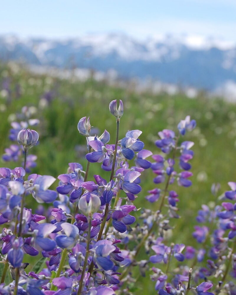 Olympic National Park Guide: Road Trip, Costs & 5-Day Itinerary