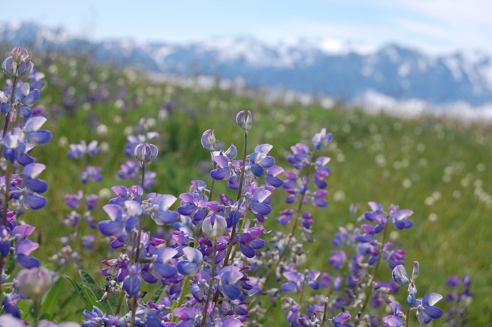 Mountain panorama from Hurricane Ridge