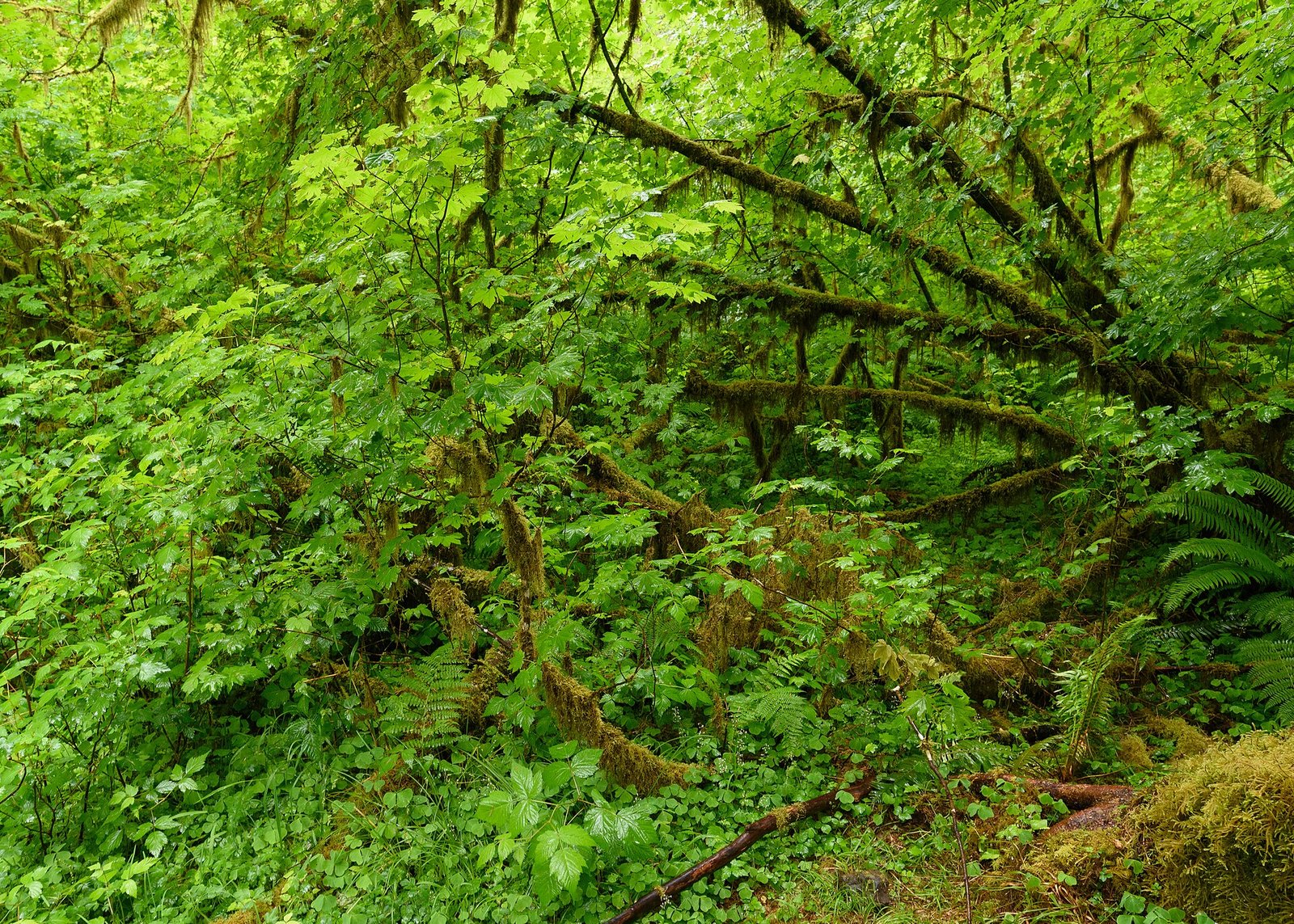 Moss-covered trees in the Hoh Rain Forest