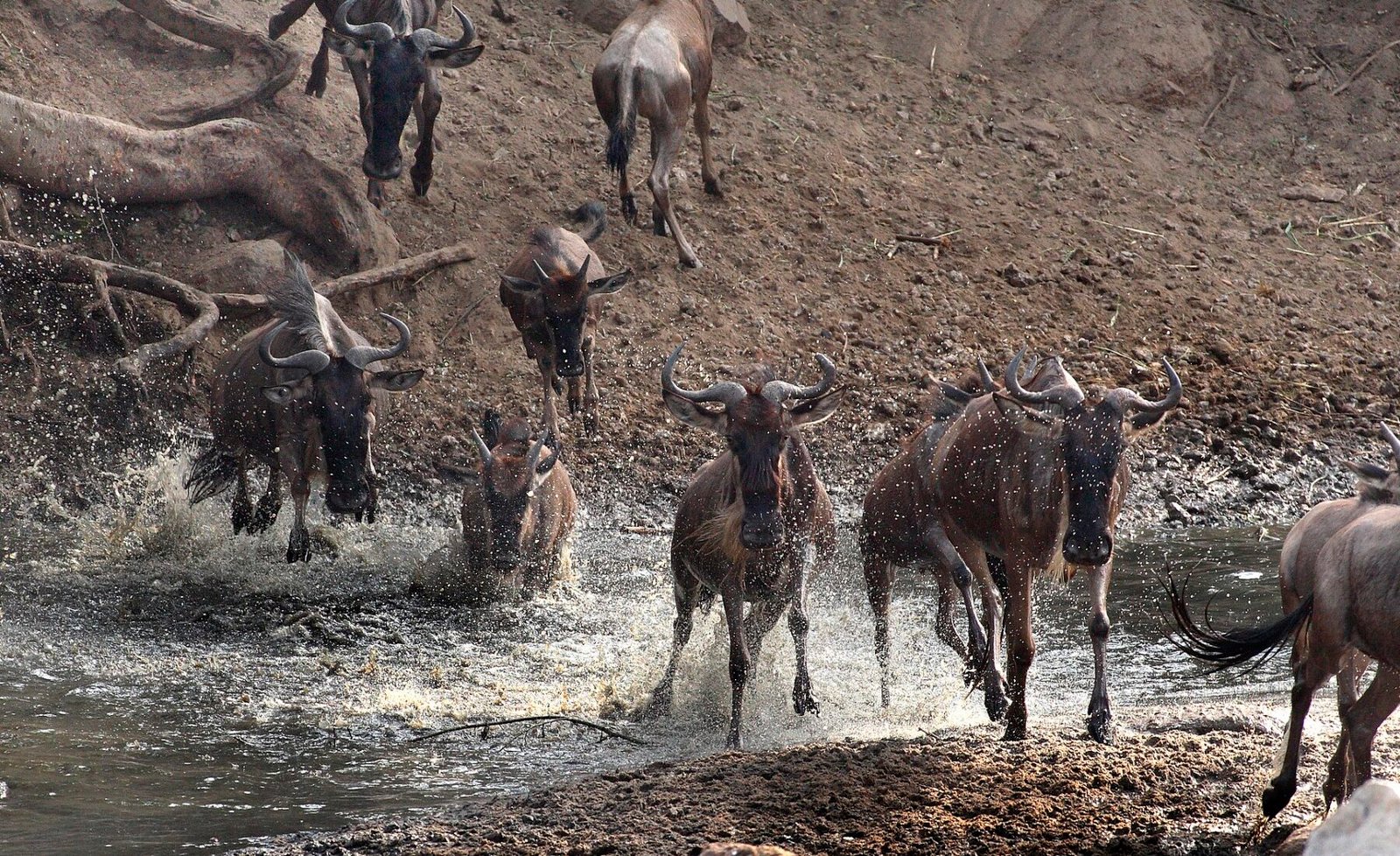 Wildebeest migration across the Serengeti