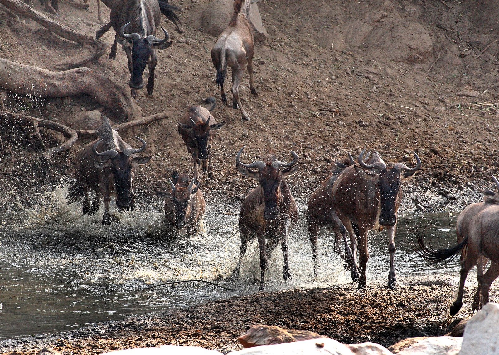Wildebeest migration across the Serengeti