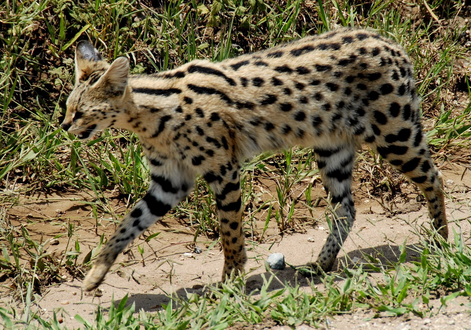 Leptailurus serval -Serengeti National Park, Tanzania- ... in Serengeti