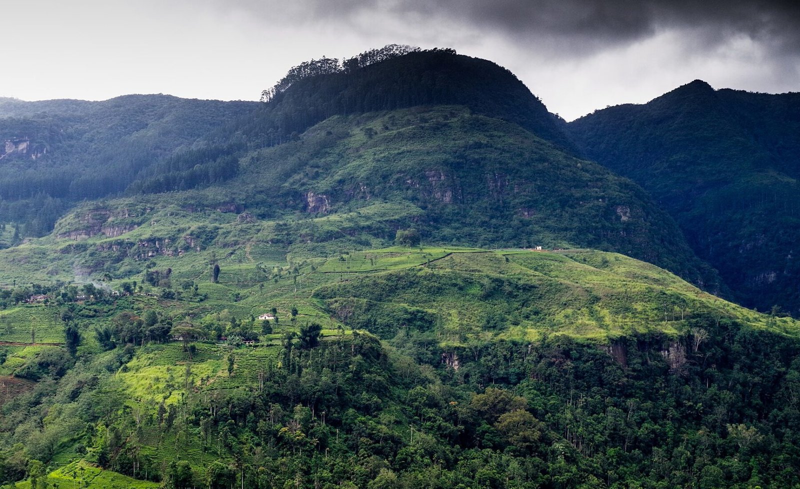 Paysage du Sri Lanka - culture du thé.jpg in Sri Lanka