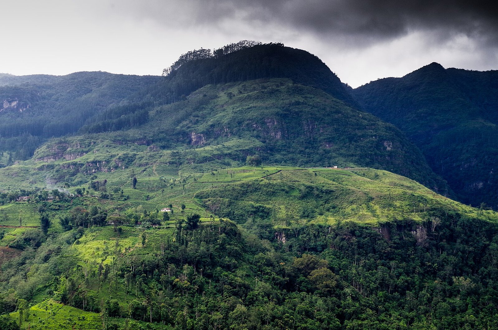 Paysage du Sri Lanka - culture du thé.jpg in Sri Lanka