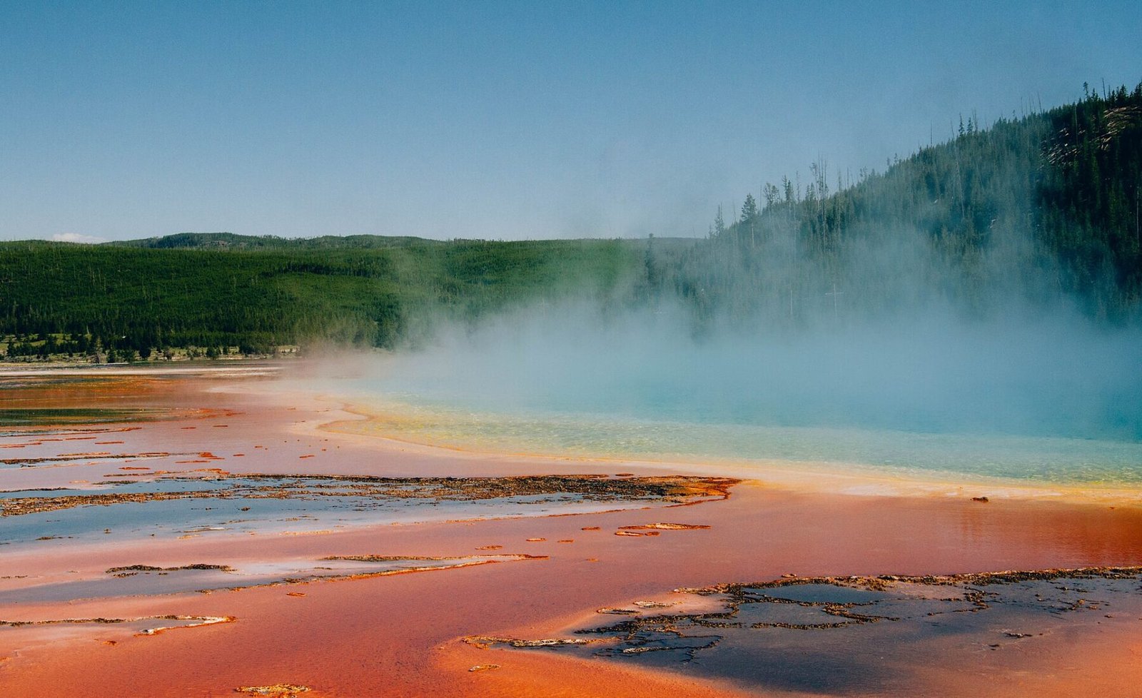 A geyser steaming beyond trees in Yellowstone National Park