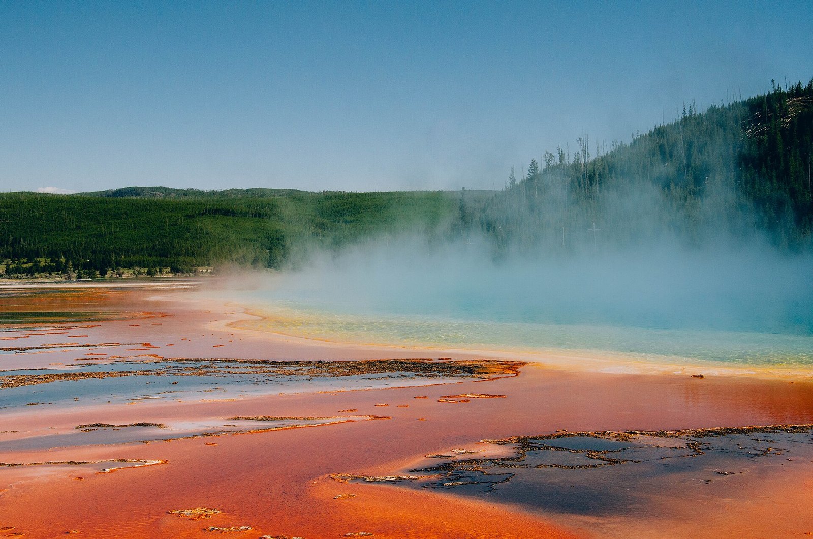 A geyser steaming beyond trees in Yellowstone National Park