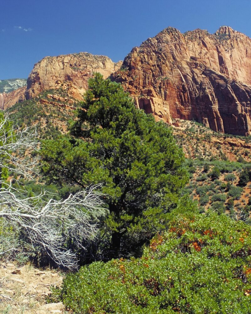 Zion National Park Guide: Itinerary, Hikes & Costs