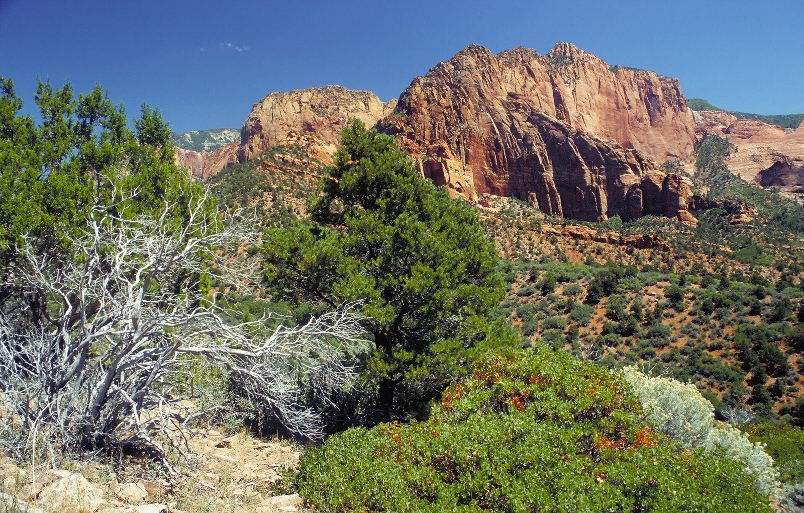 Towering sandstone walls in Zion Canyon